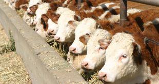 Livestock Operations